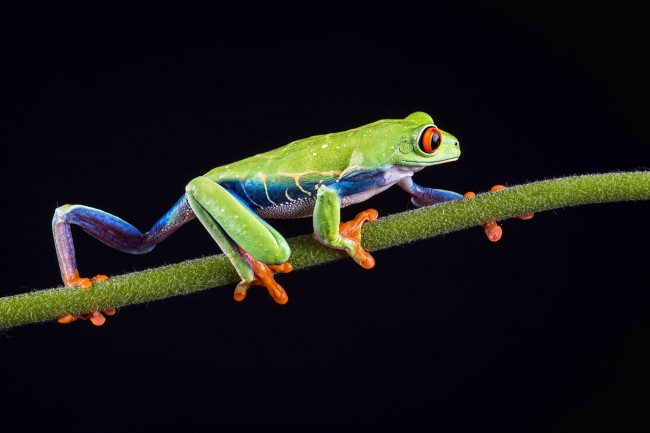 Обои картинки фото животные, лягушки, пресмыкающиеся, земноводные, лягушка