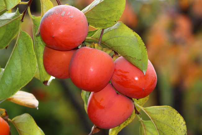 Обои картинки фото природа, плоды, хурма