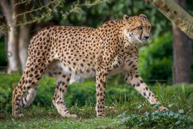 Обои картинки фото животные, гепарды, хищник