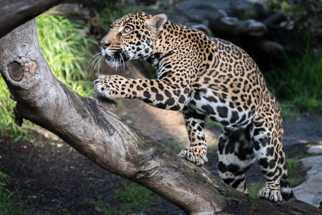 Обои картинки фото животные, леопарды, хищник