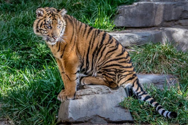 Обои картинки фото животные, тигры, хищник