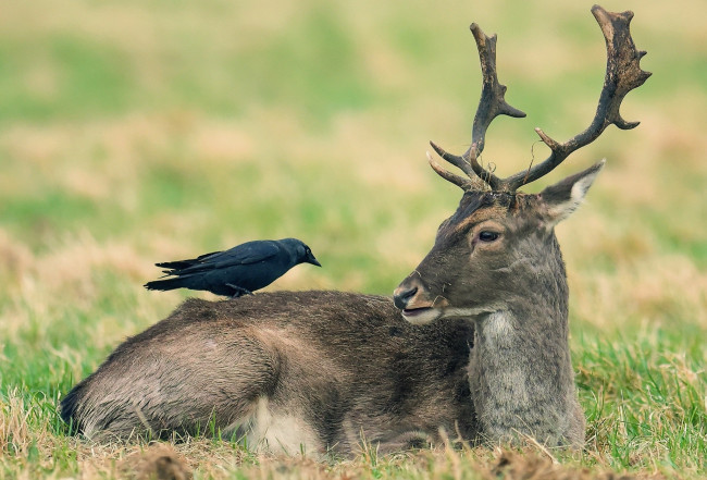 Обои картинки фото животные, разные вместе, олень, ворона