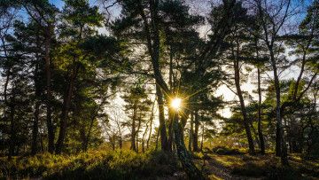 Картинка природа лес простор