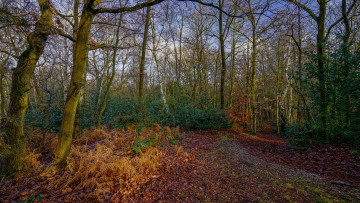 Картинка природа лес простор