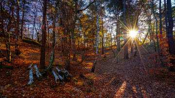 Картинка природа лес простор