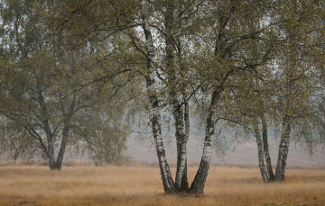 Картинка природа деревья простор