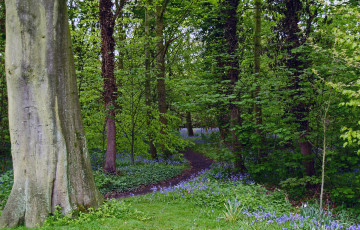 Картинка природа лес простор