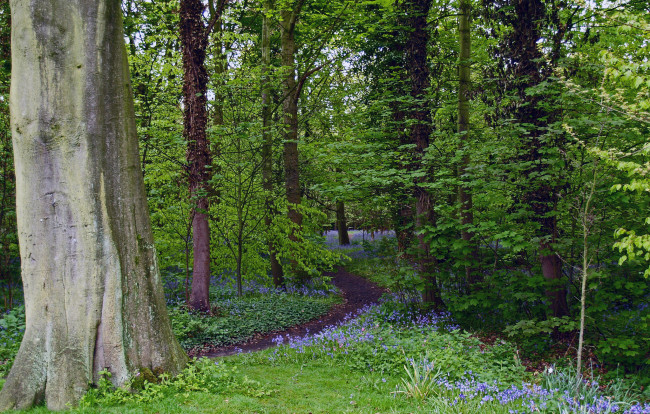 Обои картинки фото природа, лес, простор