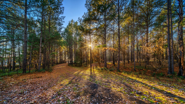 Обои картинки фото природа, лес, простор