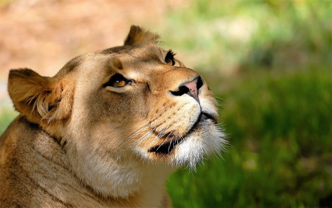 Обои картинки фото животные, львы, львица