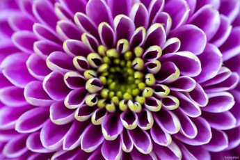 обоя цветы, хризантемы, хризантема