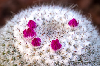 обоя цветы, кактусы, кактус