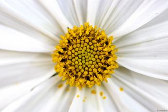 Картинка цветы космея белый