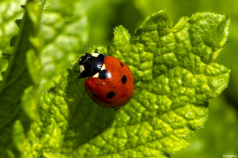Картинка животные божьи+коровки жук