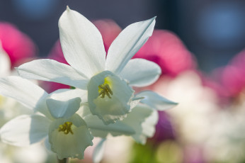 обоя цветы, нарциссы