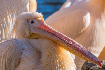 обоя животные, пеликаны, пеликан