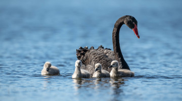 обоя животные, лебеди, лебедь