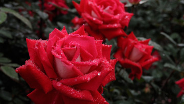 Картинка цветы розы красные капли