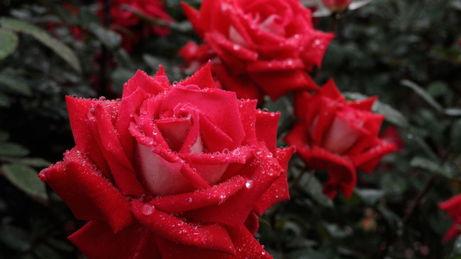 Обои картинки фото цветы, розы, красные, капли