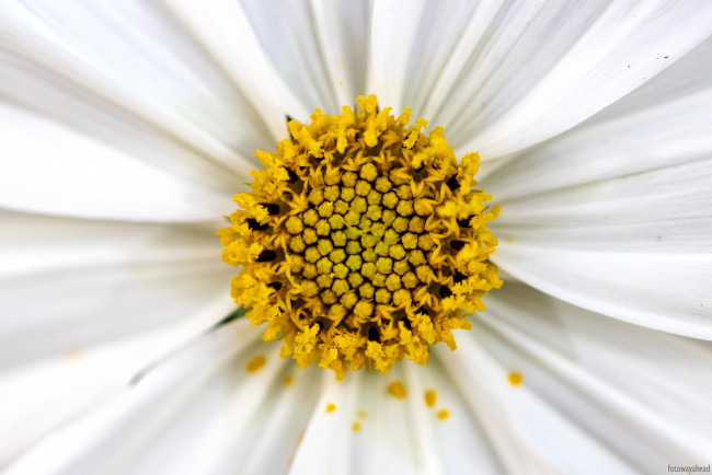 Обои картинки фото цветы, космея, белый