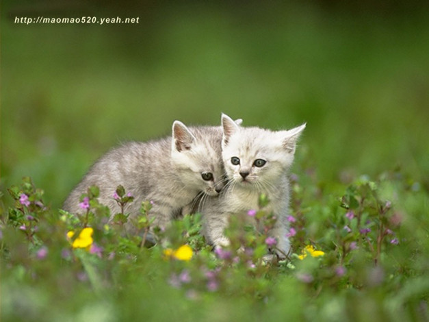 Обои картинки фото животные, коты