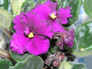 Картинка цветы фиалки