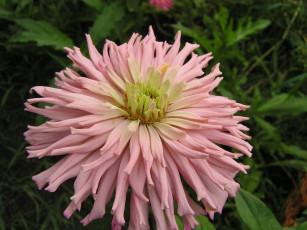 Картинка цветы георгины