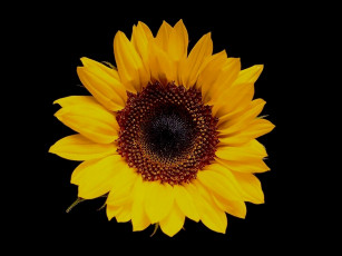 Картинка цветы подсолнухи