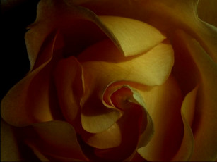 Картинка цветы розы