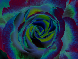 Картинка цветы розы