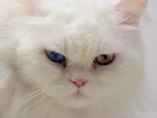 Картинка кошка животные коты