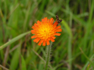 Картинка огонек цветы луговые полевые