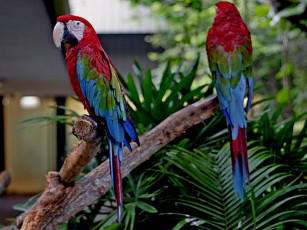 Картинка попугаи животные