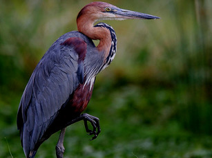 Картинка животные цапли