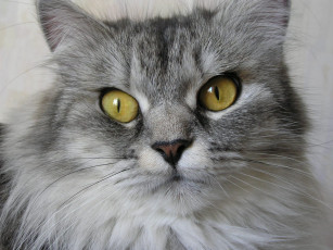 Картинка животные коты