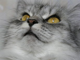 Картинка животные коты