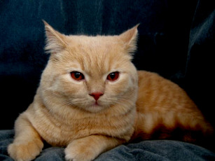 Картинка животные коты