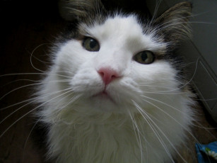 Картинка животные коты