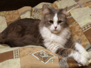 Картинка животные коты