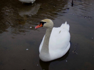 Картинка животные лебеди