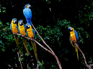 Картинка животные попугаи