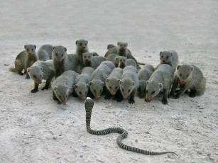 Картинка животные разные вместе