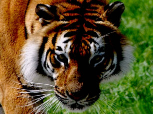 Картинка животные тигры