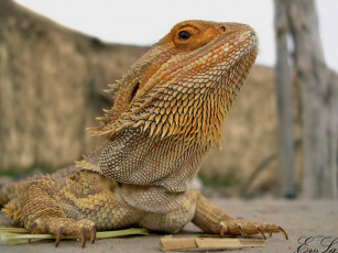 Картинка животные Ящерицы игуаны вараны