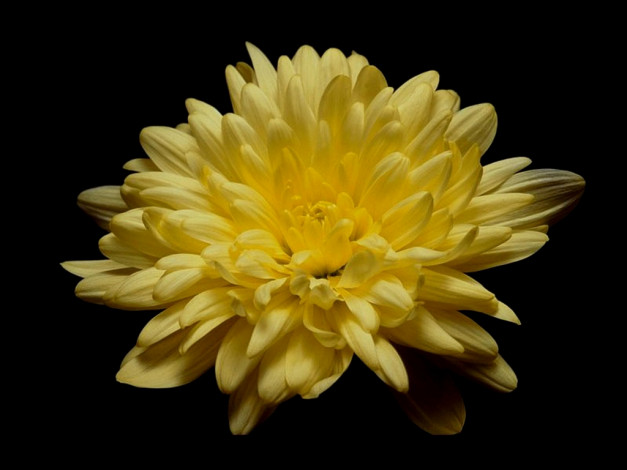 Обои картинки фото цветы, хризантемы