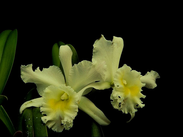 Обои картинки фото цветы, орхидеи