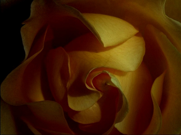 Обои картинки фото цветы, розы