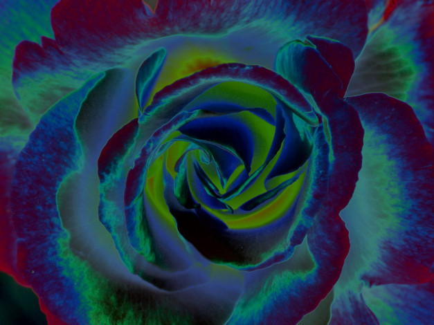 Обои картинки фото цветы, розы