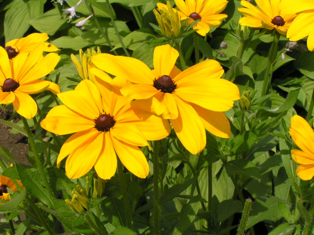 Обои картинки фото цветы, рудбекия