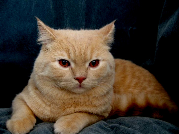 Обои картинки фото животные, коты